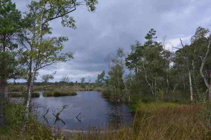 Pietzmoor Schneverdingen in der Lüneburger Heide